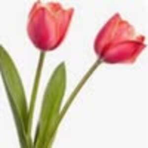 Meet your Posher, Suzanne